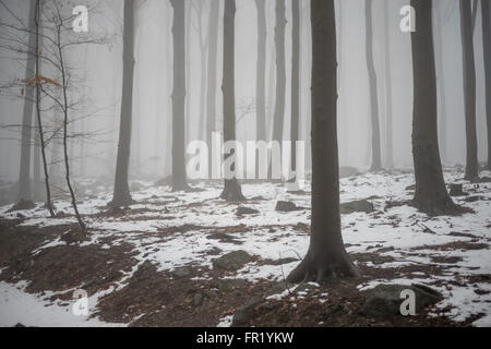 Wald im Nebel bei Tauwetter Sleza Mount verschönerte Park Stockfoto