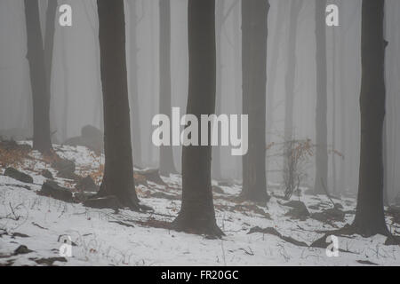 Wald im Nebel bei Tauwetter Sleza Mount verschönerte Park Stockfoto