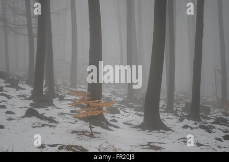 Wald im Nebel bei Tauwetter Sleza Mount verschönerte Park Stockfoto