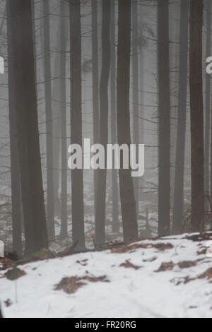 Wald im Nebel bei Tauwetter Sleza Mount verschönerte Park Stockfoto