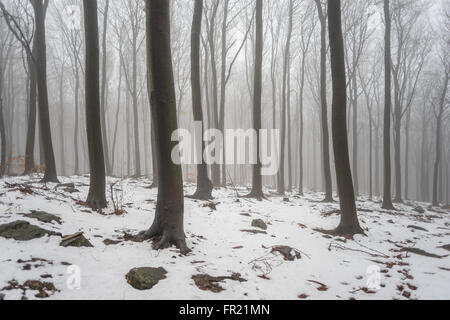 Wald im Nebel bei Tauwetter Sleza Mount verschönerte Park Stockfoto