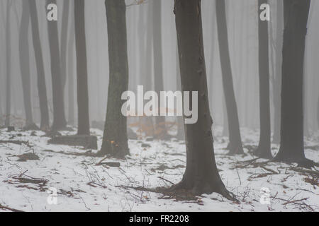 Wald im Nebel bei Tauwetter Sleza Mount verschönerte Park Stockfoto