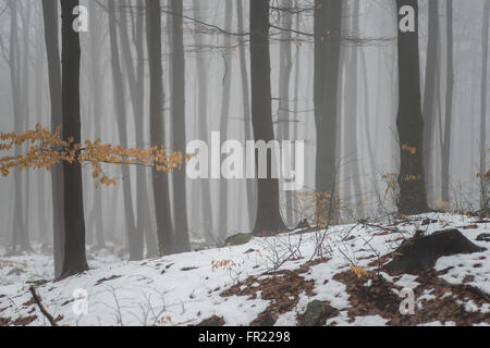 Wald im Nebel bei Tauwetter Sleza Mount verschönerte Park Stockfoto