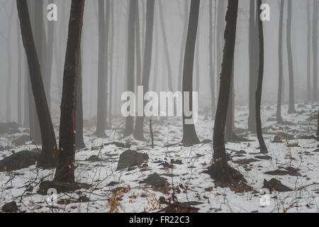 Wald im Nebel bei Tauwetter Sleza Mount verschönerte Park Stockfoto