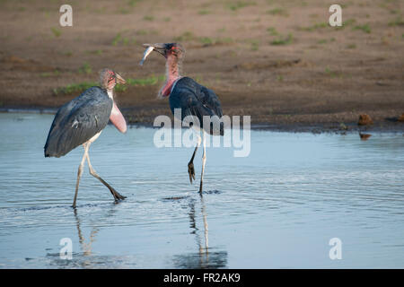 Afrika, Sambia, South Luangwa Nationalpark. Marabou Storchenpaar (Wild: Leptoptilos Crumenifer) in seichten Fluss angeln. Stockfoto