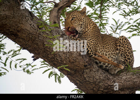 Afrika, Sambia, South Luangwa National Park, Mfuwe. Leopard (WILD: Panthera Pardus) mit frischen Impala im Baum zu töten. Stockfoto