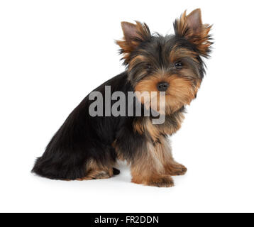 Sehr niedlicher Welpe der Yorkshire-Terrier sitzt auf weißen Hintergrund isoliert Stockfoto