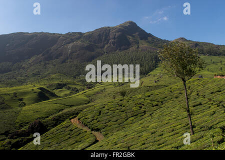 Tee Anwesen Landschaft, Western Ghats Stockfoto