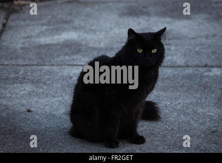 Katze auf konkrete Schlag zurück Stockfoto