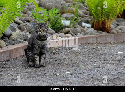 Tigerkatze in Akureyri Island Stockfoto