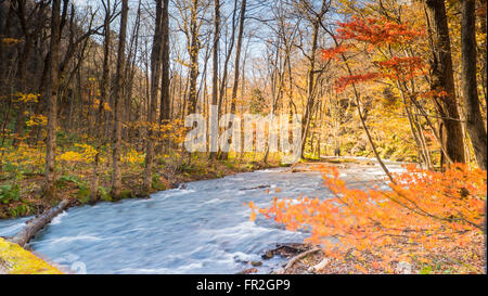 Der geheimnisvolle Oirase Strom fließt durch den herbstlichen Wald im Towada Hachimantai Nationalpark in Aomori Japan Stockfoto