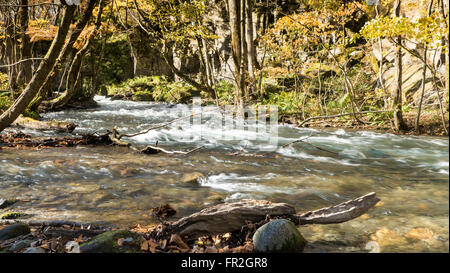 Der geheimnisvolle Oirase Strom fließt durch den herbstlichen Wald im Towada Hachimantai Nationalpark in Aomori Japan Stockfoto