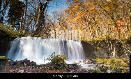 Der geheimnisvolle Oirase Strom fließt durch den herbstlichen Wald im Towada Hachimantai Nationalpark in Aomori Japan Stockfoto