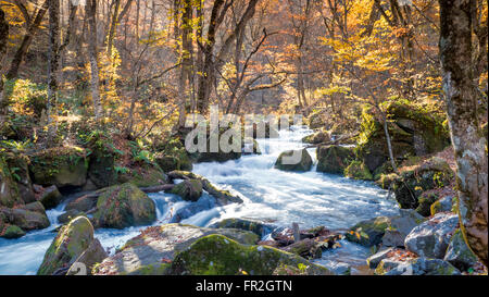 Der geheimnisvolle Oirase Strom fließt durch den herbstlichen Wald im Towada Hachimantai Nationalpark in Aomori Japan Stockfoto