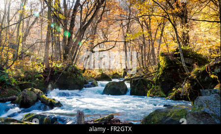 Der geheimnisvolle Oirase Strom fließt durch den herbstlichen Wald im Towada Hachimantai Nationalpark in Aomori Japan Stockfoto