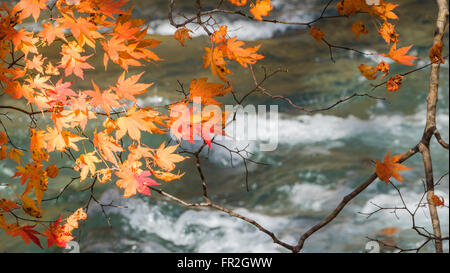 Der geheimnisvolle Oirase Strom fließt durch den herbstlichen Wald im Towada Hachimantai Nationalpark in Aomori Japan Stockfoto