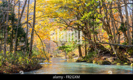 Der geheimnisvolle Oirase Strom fließt durch den herbstlichen Wald im Towada Hachimantai Nationalpark in Aomori Japan Stockfoto