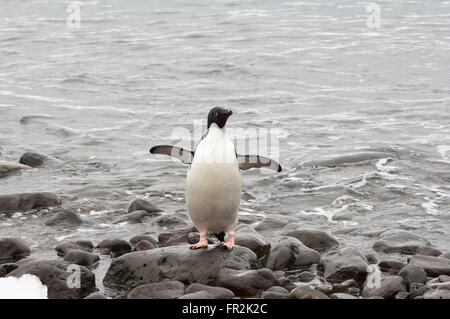 Adelie Penguin (Pygoscelis Adeliae), Paulet Island, Erebus und Terror Golf, antarktische Halbinsel Stockfoto