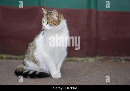 Schöne normale Katze (männlich) anmutig auf einer Straße Stockfoto