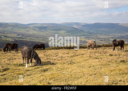 Halb wild Welsh Mountain Ponys auf Hergest Ridge in der Nähe von Kington, Herefordshire, England. Stockfoto