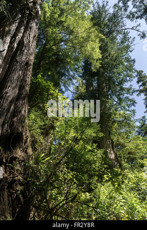 Nördlich gemäßigten Regenwaldes mit roten Zedern, Meares Island, Tofino, Britisch-Kolumbien Stockfoto