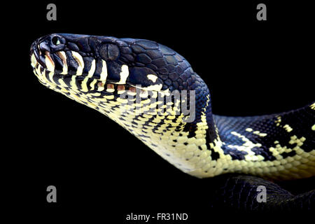 Boelen Python (Morelia Boeleni) Stockfoto