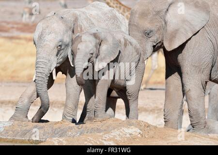 Afrikanische Elefanten (Loxodonta Africana), zwei junge Männer trinken an einem Wasserloch, Etosha Nationalpark, Namibia, Afrika Stockfoto