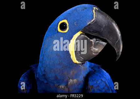 Hyazinth-Ara (Anodorhynchus Hyacinthinus) Stockfoto