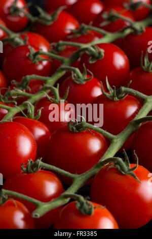 Reihen von frische reife Kirschtomaten am Rebstock suchen sehr appetitlich Stockfoto