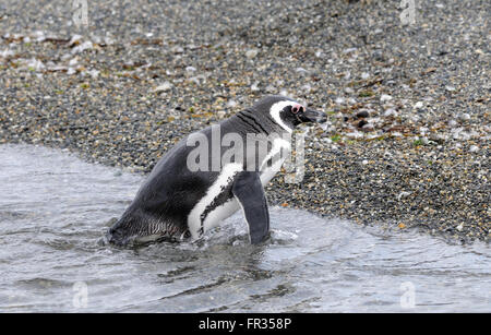 Einem Magellan-Pinguin (Spheniscus Magellanicus) fährt das Meer um die Brutkolonie auf Isla Martillo im Beagle-Kanal. Stockfoto