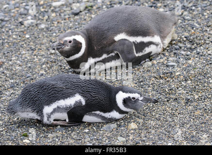 Magellan-Pinguine (Spheniscus Magellanicus) ruht auf ihre Brutkolonie auf Isla Martillo im Beagle-Kanal. Stockfoto