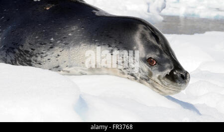 Ein Seeleopard (Hydrurga Leptonyx) liegt auf einer Eisscholle in Hope Bay. Hope Bay, Trinity Halbinsel, antarktische Halbinsel Stockfoto