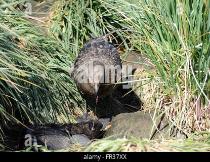 Ein Skua isst von einem Toten Seebär. Aufräumvorgang. Dieser Vogel ist ein Brown Skua (Catharacta Lonnbergi) oder South Polar Skua Stockfoto