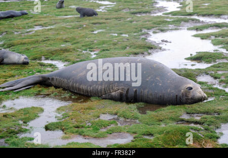 Eine juvenile südlichen See-Elefanten (Mirounga Leonina) liegt in einem schlammigen Flecken in der Nähe der verlassenen Walfangstation in Stromness Stockfoto