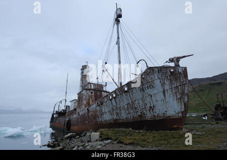 Das Walfang-Boot gestrandet Sturmvogel in den Ruinen der Walfangstation Grytviken. Grytviken, Südgeorgien Stockfoto