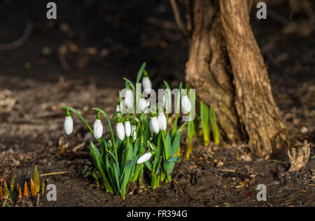 Schneeglöckchen mit Wassertropfen auf ihnen wachsen unter der Wärme der Februar-Sonne in Erwartung des Frühlings. Geringe Schärfentiefe. Stockfoto