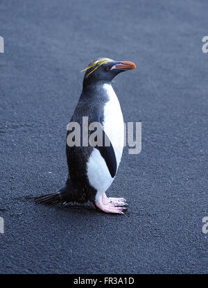 Eine Makkaroni Penguin (Eudyptes Chrysolophus) steht auf schwarzem Vulkansand. Saunders Island, Süd-Sandwich-Inseln. Stockfoto