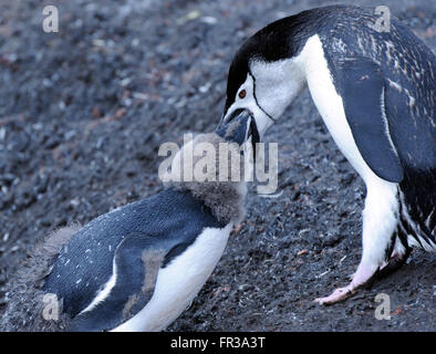 Ein junger Kinnriemen Pinguin (Pygoscelis Antarctica), fast vollständig gehäutet in Erwachsene Gefieder ist von einem Erwachsenen gefüttert.  Saunders Island Stockfoto