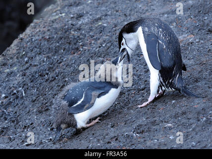 Ein junger Kinnriemen Pinguin (Pygoscelis Antarctica), fast vollständig gehäutet in Erwachsene Gefieder ist von einem Erwachsenen gefüttert.  Saunders Island Stockfoto