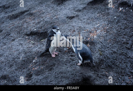 Ein junger Kinnriemen Pinguin (Pygoscelis Antarctica), fast vollständig gehäutet in Erwachsene Gefieder bettelt um Essen.  Saunders Island Stockfoto