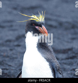 Eine Makkaroni Penguin (Eudyptes Chrysolophus) steht auf schwarzem Vulkansand. Saunders Island, Süd-Sandwich-Inseln. Stockfoto