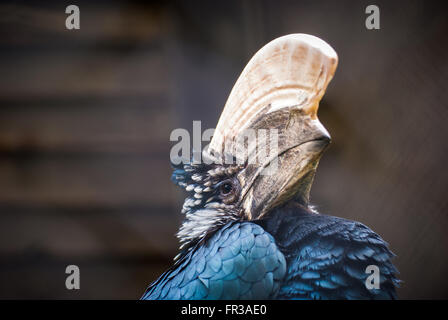 Hornbill Ceratogymna Brevis Stockfoto