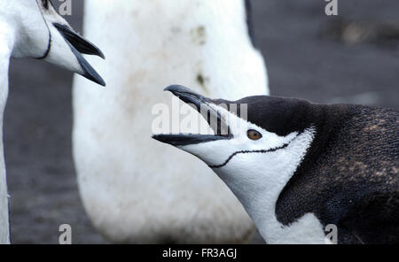 Ein junger Kinnriemen Pinguin (Pygoscelis Antarctica), fast vollständig gehäutet in Erwachsene Gefieder bettelt um Essen.  Saunders Island Stockfoto