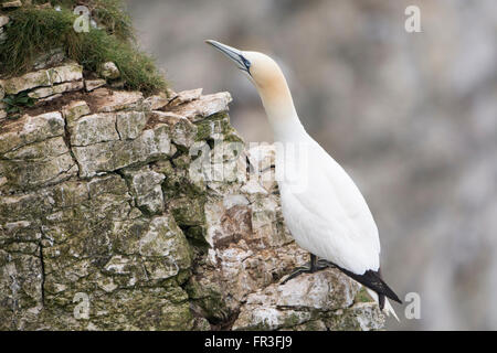 Basstölpel (Morus Bassanus) ruht auf Klippe, Bempton Cliffs, East Yorkshire, UK Stockfoto