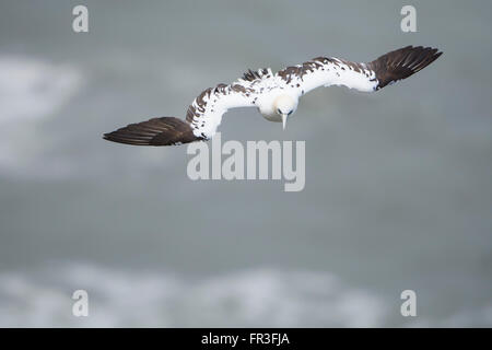 Basstölpel (Morus Bassanus) Jugendkriminalität 3. Jahr im Flug mit Meer im Hintergrund, Bempton Cliffs, East Yorkshire, UK Stockfoto