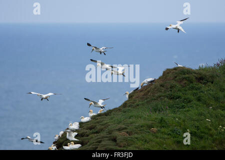 Basstölpel (Morus Bassanus) fahren den Wind an der Klippe, Bempton Cliffs, East Yorkshire, UK Stockfoto