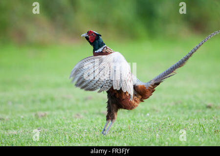 Ein einzelnes Männchen ruft Fasan (Phasianus Colchius), während kurze Gras, Norfolk, Großbritannien Stand Stockfoto