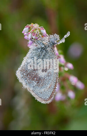 Ein Tau bedeckt Small Heath Schmetterling (Coenonympha Pamphilus) beruht auf einer Heide Flowerhead frühen Sommermorgen Stockfoto