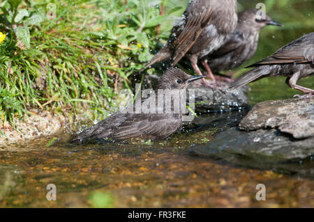 Noch jungen gemeinsamen Stare (Sternus Vulgaris) besuchen einen Graden Teich zum trinken und Baden, Hastings, East Sussex, UK Stockfoto