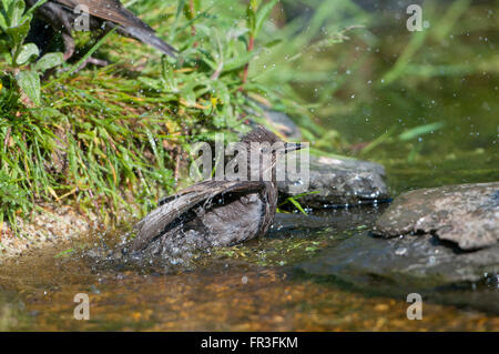 Noch jungen gemeinsamen Stare (Sternus Vulgaris) besuchen einen Graden Teich zum trinken und Baden, Hastings, East Sussex, UK Stockfoto